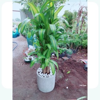 Chậu Cây Phát Tài Bộ(thiết mộc lan)