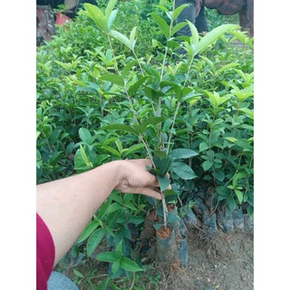 Cây giống mộc hương ta hoa vàng cao 30-40cm _chuẩn giống tốt