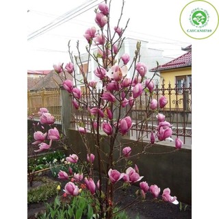 Cây hoa mộc lan _Cây giống chuẩn