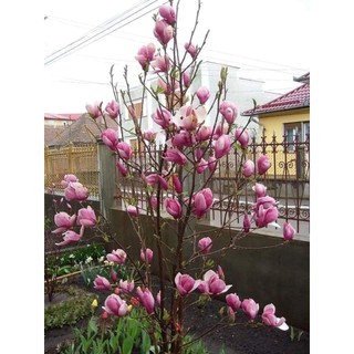 Cây hoa mộc lan chuẩn giống bầu rễ ổn định dễ trồng - cây giống khỏe