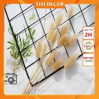 Bó cỏ lau trang trí chụp ảnh, decor nhà cửa, cửa hàng
