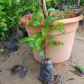 cây giống thị thơm