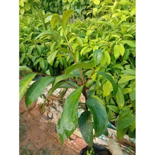 cây giống thị thơm