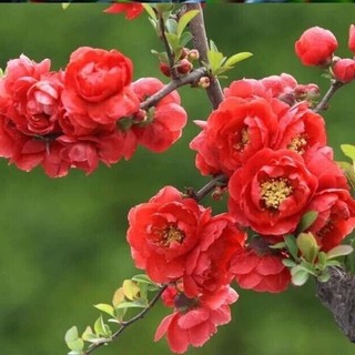 Cây hoa mai đỏ giống _cây giống chuẩn