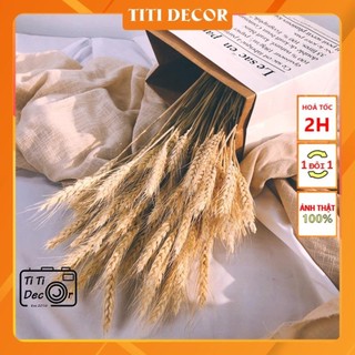 Bó bông lúa mạch khô titi decor, hoa khô trang trí
