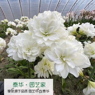 Củ hoa lan huệ cánh kép ngậm nụ