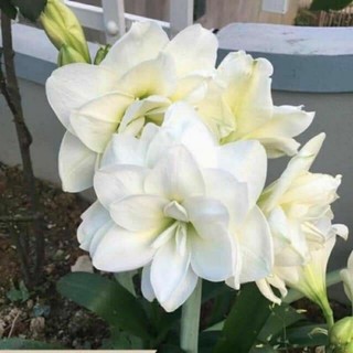 Củ lan huệ Alfresco hoa trắng kép to thơm _CHUẨN