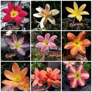Set 10 củ hoa huệ mưa ngoại_rose, zodiac, jumbo, bright eyes, aurora, lily pies, trắng ngoại-10 củ - Chuẩn Màu Hoa
