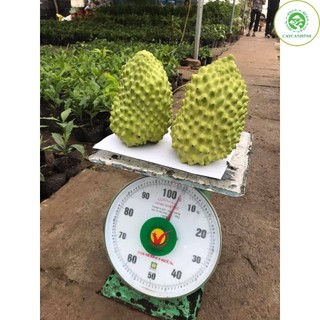 Cây na sầu riêng cao 50cm ra trái sau 12 tháng (Ảnh thật) - Chuẩn F1 - Cây Giống Khỏe
