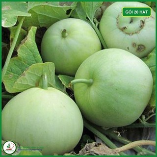 Hạt giống Dưa lê F1 