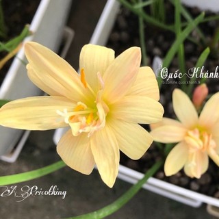 Huệ mưa kép ngoại Apricot king - Chuẩn Màu Hoa