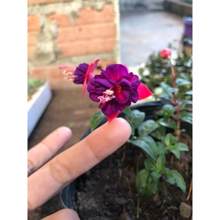 cây giống hoa lồng đèn