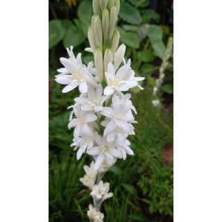 Củ huệ hương trắng kép (hoa siêu thơm)