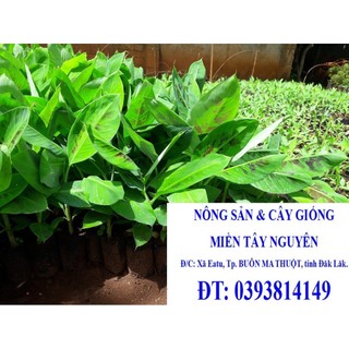 Cây giống Chuối Thanh Tiêu [ CÂY ĐẸP KHỎE 50 CM ] (Freeship xtra +Xu extra+)