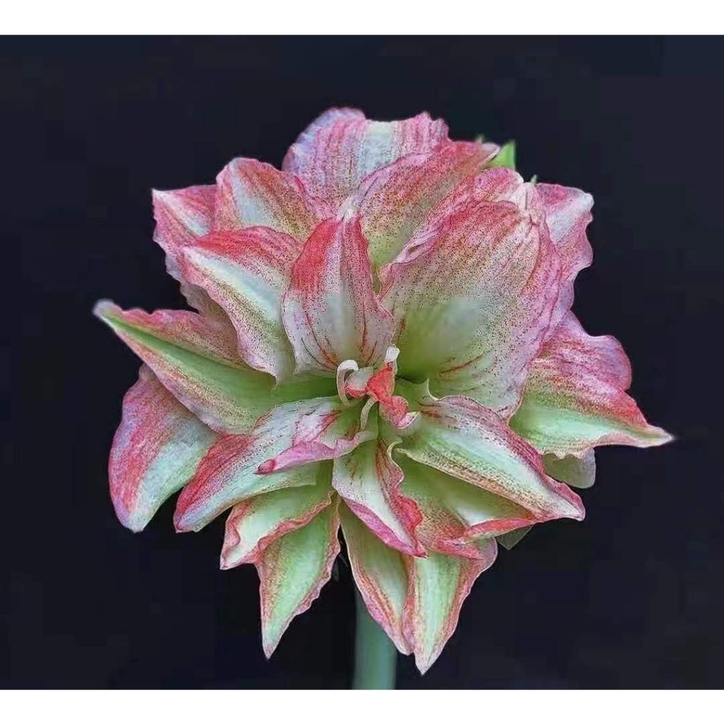 Cay giống hoa lan huệ cánh kép, hoa loa kèn tây Amaryllis Romantic Cherry Blossom - Lan Huệ Em Trang