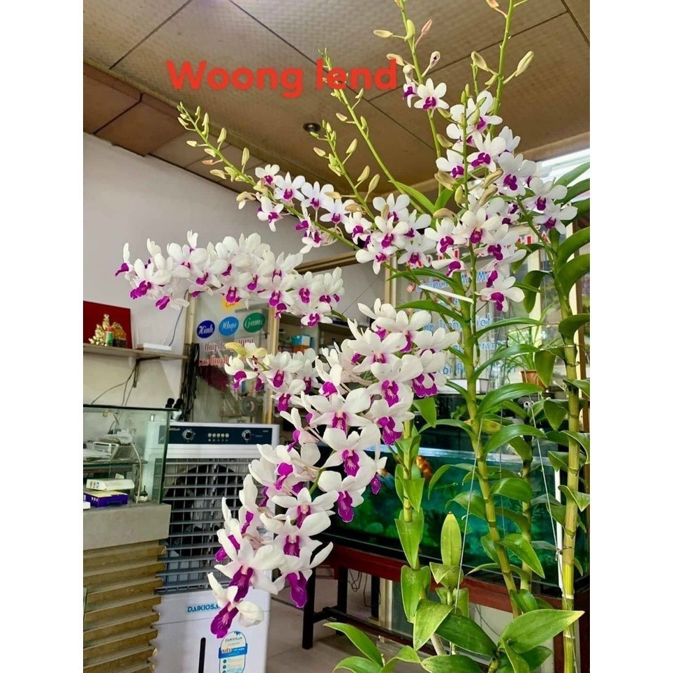 Hoa Lan Dendro  Woonglend (năm cánh trắng quốc dân thơm bông to), chậu cây trưởng thành