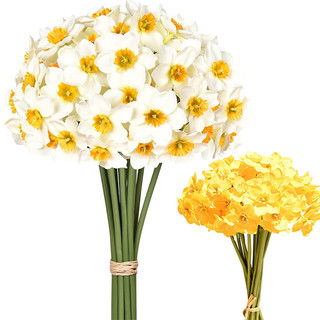 Hoa thủy tiên nhân tạo 6 chiếc hoa thủy tiên lụa trắng hoa tự làm mô phỏng daffodil trang trí cho bữa tiệc nhà bàn trung tâm trong nhà ngoài trời trang trí đám cưới
