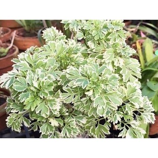 bầu cây giống cây đinh lăng lá cẩm thạch