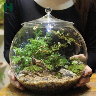 Chậu hoa thủy tinh 7,87 Inch Bình hoa trang trí phong cảnh vi mô Bình thủy tinh Terrarium