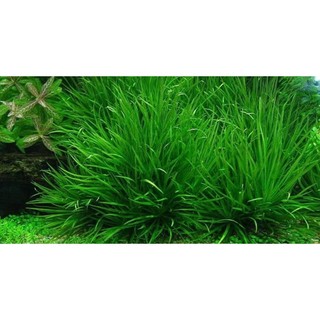 Hạt giống cỏ lúa thủy sinh ( gói 10g )