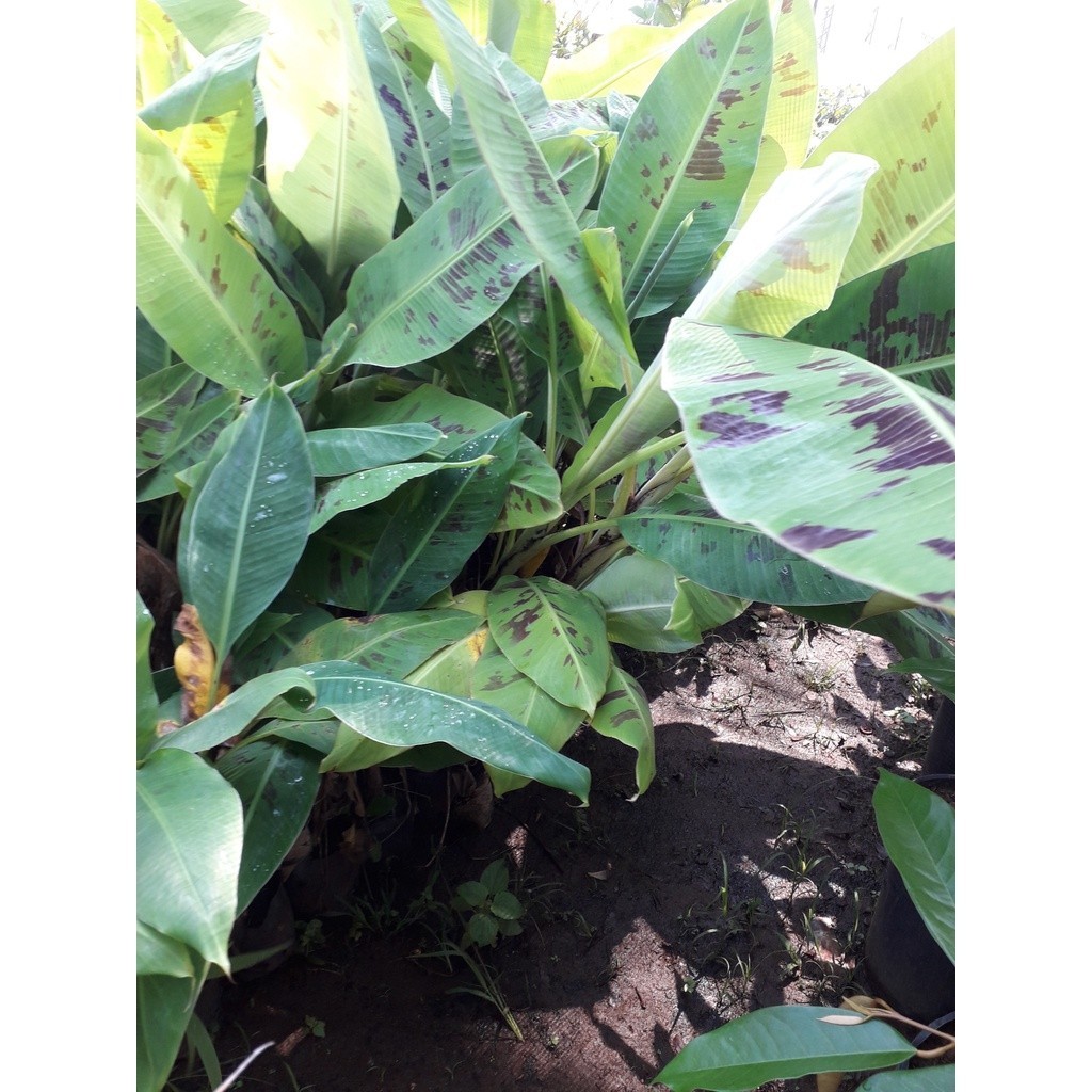 CHUỐI LÙN DẠ HƯƠNG CÂY MỐ SIÊU SỚM. [ FreeShip Extra + hoàn xu Extra + ] (Freeship Xtra, Voucher Xtr