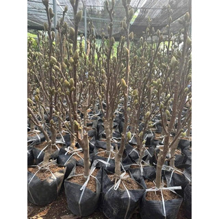 Cây hoa mộc lan  cao 50-60cm