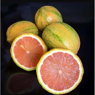 CÂY GIỐNG CHANH CẨM THẠCH(1Caay)