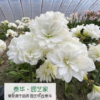 Củ hoa lan huệ cánh kép ngậm nụ - củ giống 19