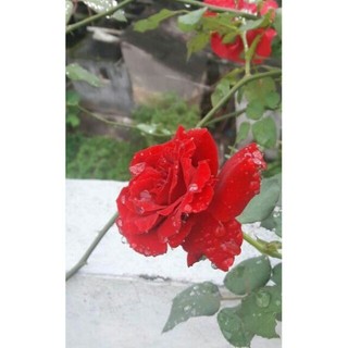 CHẬU Hoa Hồng leo Cổ Hải phòng nguyên bản cây trưởng thành CÂY đẹp đang hoa nhiều nụ
