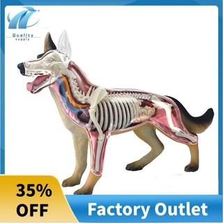 Giải phẫu chó mô hình chó xếp hình lắp ráp đồ chơi động vật sinh học cơ thể mô hình giải phẫu bác sĩ mô hình giảng dạy