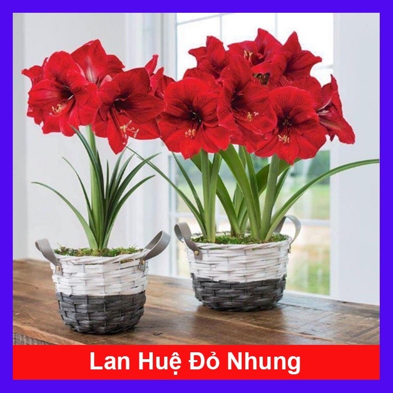 Củ hoa lan huệ (màu đỏ nhung) - cây cảnh để bàn -caykiengsadec ( ra hoa sau 20-25 ngày) _củ giống Ngân Hà