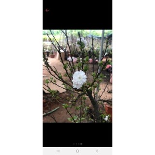 Cây giống nhất chi mai (Hoa Mai trắng.  co 2 màu  trắng. Hồng)