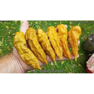 Hạt ớt Gold Bhut Jolokia Hạt giống ớt _Tập làm vườn cùng Mạc Kỳ Lâm