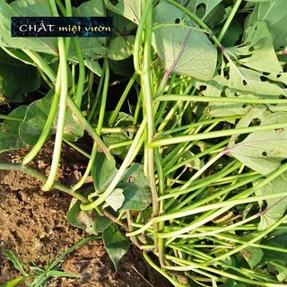 Combo 10 dây khoai lang giống siêu củ/siêu đọt (cây giống xanh/đỏ dài ~35cm)