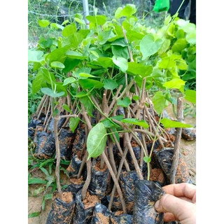 Cây giống hoa thiên lý ( bầu giống )