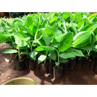 Cây giống Chuối Thanh Tiêu