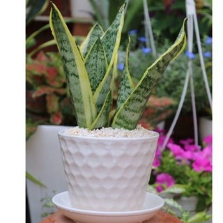 lưỡi hổ viền vàng( 1 cây)