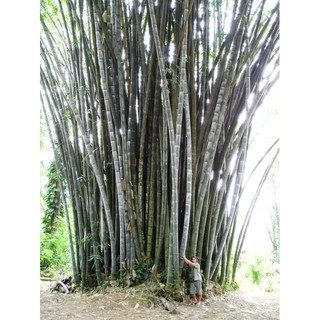 Cây Giống Tre Vầu Ngọt (cây giống Măng Vầu ngọt)