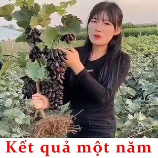 Cây giống nho đất trồng trong chậu, cây giống cây ăn quả, cây giống nho, cây nho - Cây Giống Khỏe