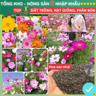  Hạt Giống Hoa Sao Nhái F1 Mix Nhiều Màu Loại Dễ Trồng Hoa Nở Đẹp 