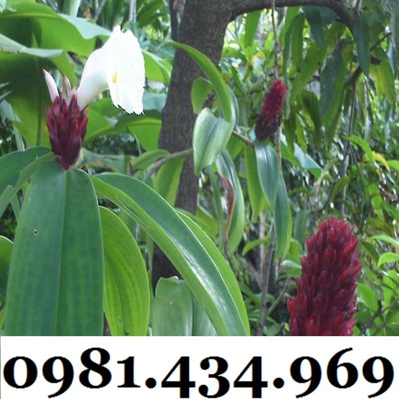 Củ Mía Dò (Cát Lồi) 01KG Tự Nhiên Đẹp