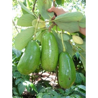 GIỐNG CÂY BƠ SÁP  034 (cho trái sau 1 năm)