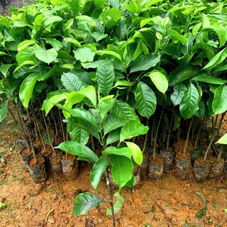Cây giống dổi nếp lấy hạt (dổi xanh Hòa Bình)