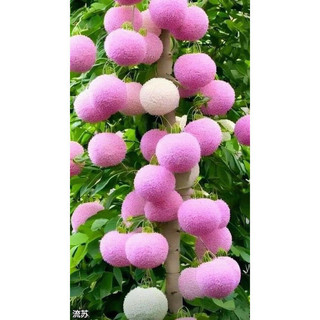 cây giống hoa lưu tô