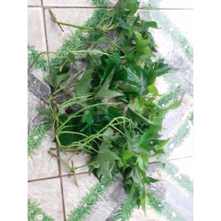 10 dây giống khoai lang siêu đọt/khoai lang lấy củ và ngọn. _Tập làm vườn cùng Mạc Kỳ Lâm