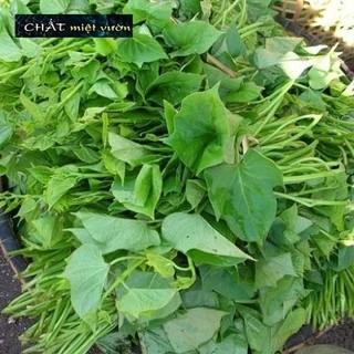Combo 10 dây khoai lang giống siêu củ/siêu đọt (cây giống xanh/đỏ dài ~35cm)