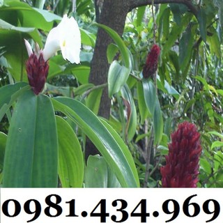 Củ Mía Dò (Cát Lồi) 01KG Tự Nhiên Chất