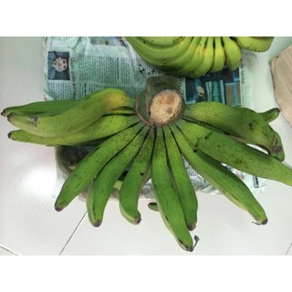 Cây giống Chuối Thanh Tiêu [ CÂY ĐẸP KHỎE 50 CM ] [ GHN ]