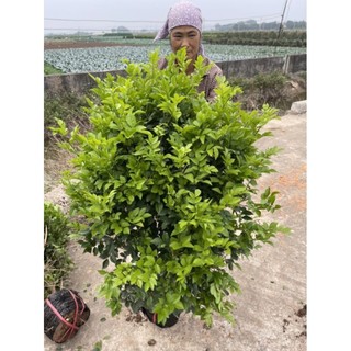 NGUYỆT QUẾ CÂY BUI- CÂY THOÁT THÂN( 90-1M3)
