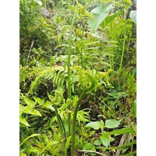 Cây Rau Dớn - Cây họ dương xỉ dễ trồng